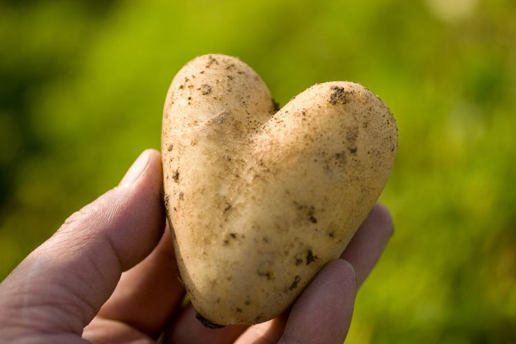 Are Potatoes Keto? Carbs and Calories in Potatoes